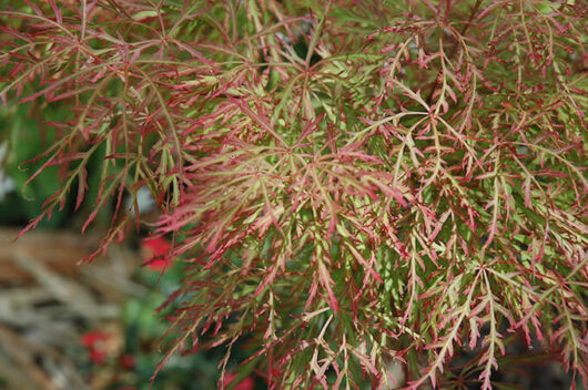Acer 'Chantilly Lace' Japanese Maple