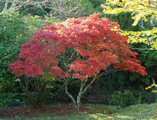 Acer 'Elegans' Japanese Maple 8" Pot