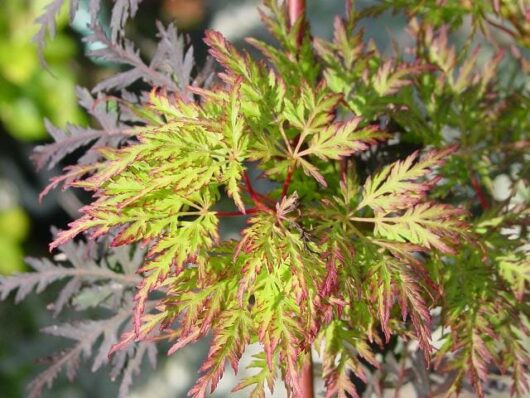 Acer 'Emerald Lace' Japanese Maple 20" Pot