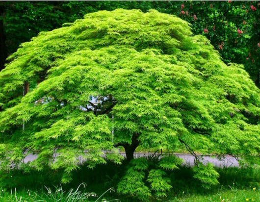 Acer 'Emerald Lace' Japanese Maple 20" Pot