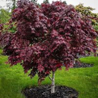 Acer 'Emperor 1' Japanese Maple