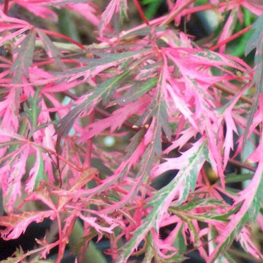 Acer 'Hana Matoi' Japanese Maple