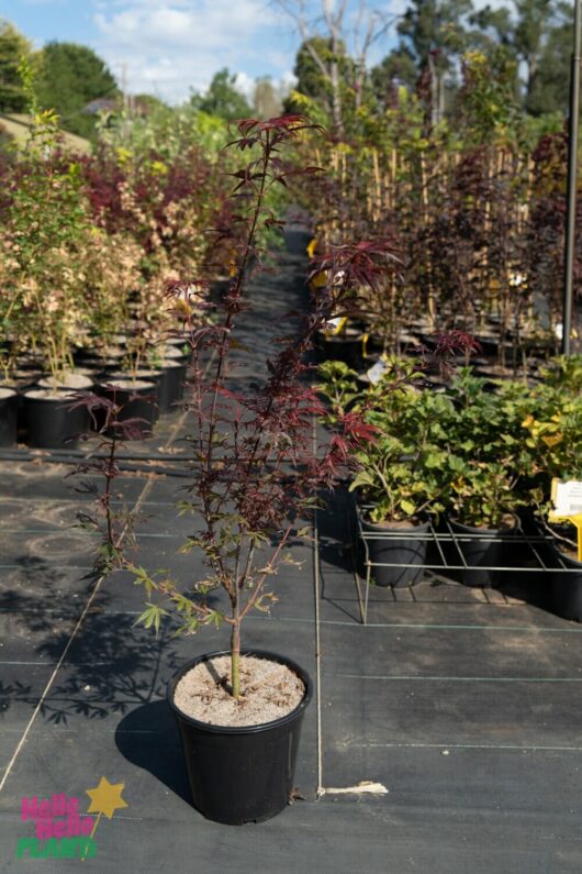 Hello Hello Plants Nursery Melbourne Victoria Australia Acer palmatum Red Spray Japanese Maple 25cm Pot
