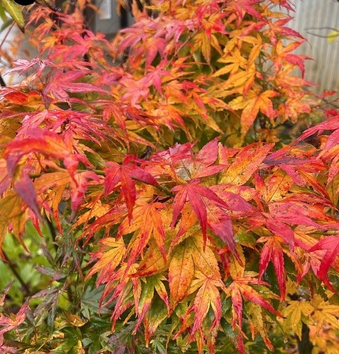 Acer 'Mikawa Yatsabusa' Japanese Maple - Hello Hello Plants