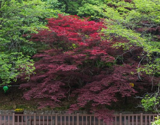 Acer palmatum atropurpureum Upright Purple Japanese Maple