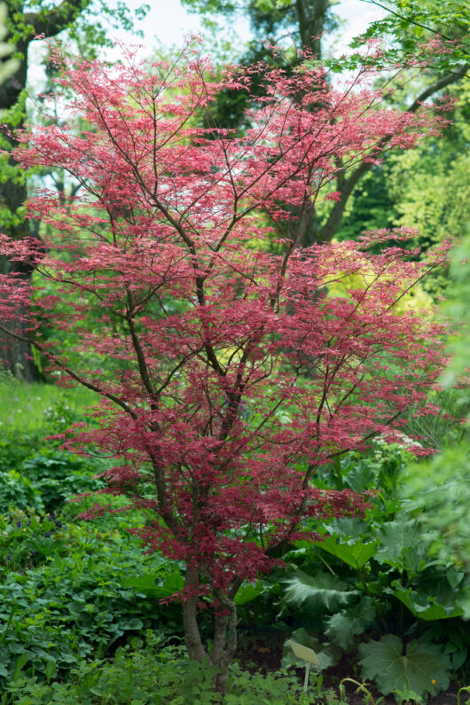 Acer 'Atropurpureum' Upright Japanese Maple 13" Pot