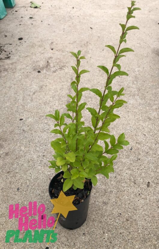 Ligustrum 'Box Leaf Privet' 3" Pot
