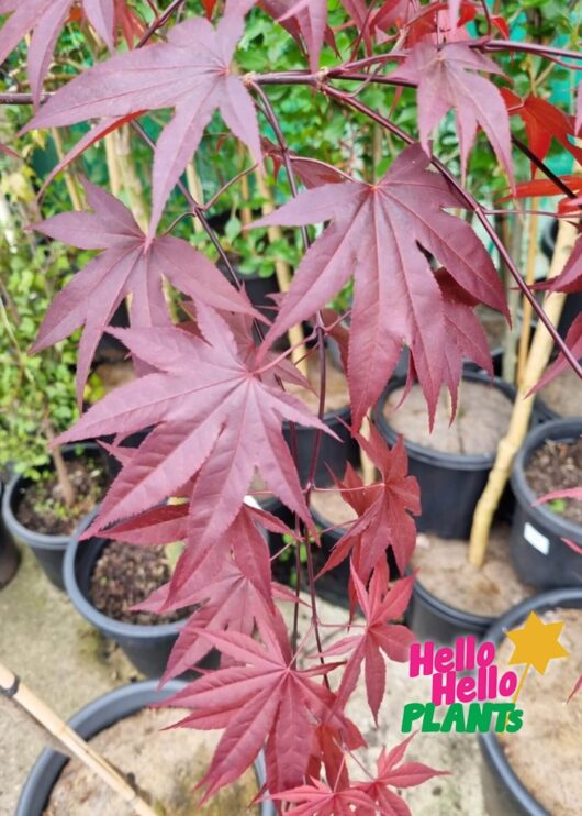 Acer 'Emperor 1' Japanese Maple 16" Pot