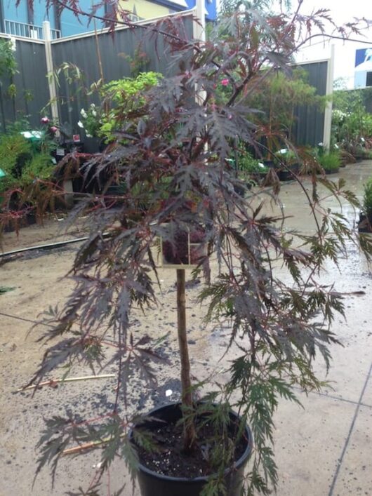 Acer 'Inaba Shidare' Japanese Maple 20" Pot