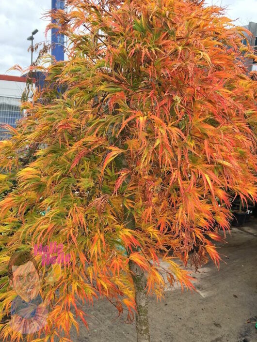 Japanese Maple Green Weeping 'Viridis'