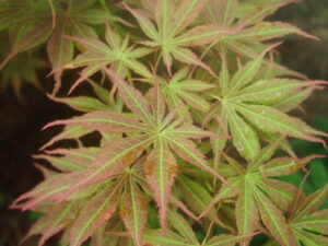 A close up of an Acer 'Matsukaze' Japanese Maple (Standard) 13" Pot leaf.