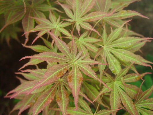 A close up of an Acer 'Matsukaze' Japanese Maple (Standard) 13" Pot leaf.