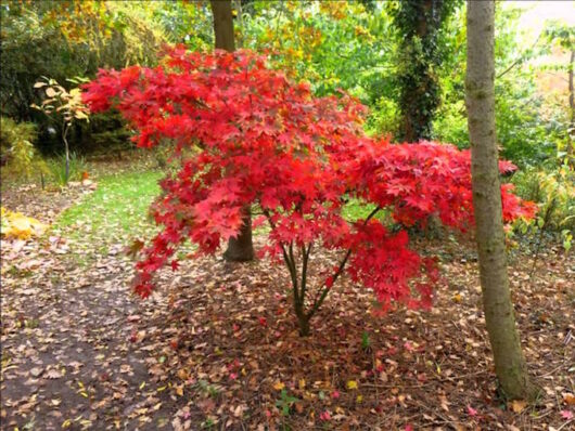 Acer 'Osakazuki' Japanese Maple