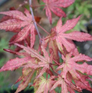 A close up of a red Japanese maple leaf, also known as Acer 'Reticulatum' Japanese Maple 13" Pot.