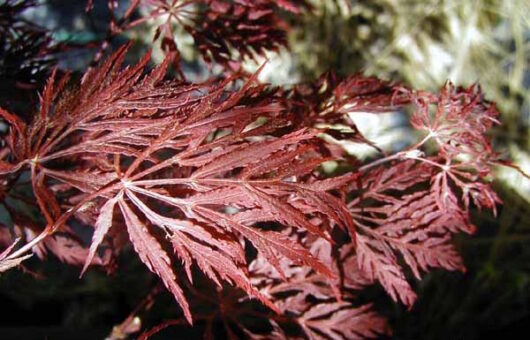 Acer 'Shojo Shidare' Japanese Maple 12" Pot
