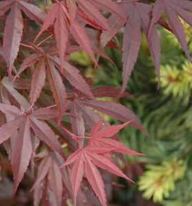 A close up of an Acer 'Skeeters Broom' Japanese Maple 12" Pot leaf.