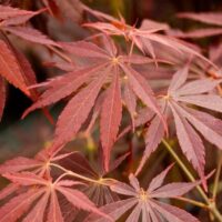 Acer 'Suminagashi' Japanese Maple 8" Pot
