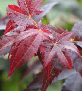 Acer 'Wallies' Japanese Maple 13" Pot tree with red leaves in a garden.