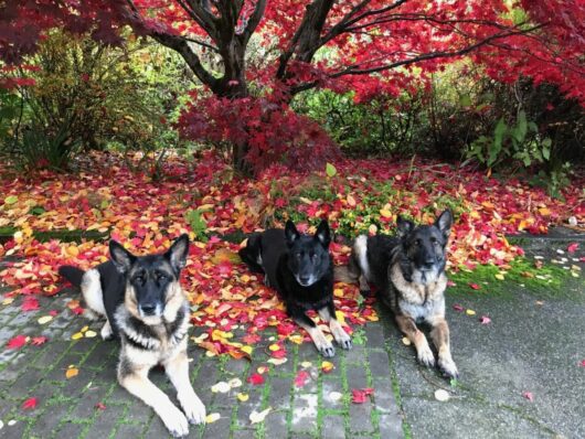 Three dogs lying on a pavement surrounded by fallen autumn leaves and Acer 'Okagami' Japanese Maple 13" Pot foliage.