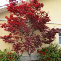 Acer 'Emperor 1' Japanese Maple