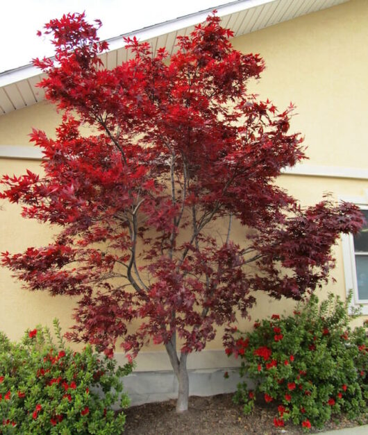 Acer 'Emperor 1' Japanese Maple 16" Pot