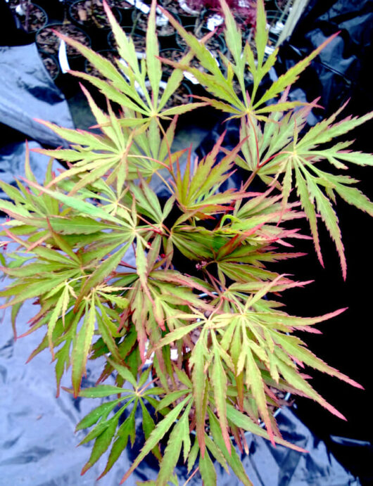 Acer 'Autumn Fire' Japanese Maple 13" Pot