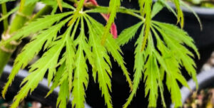 A close up of an Acer 'Green Globe' Japanese Maple 10" Pot leaf.