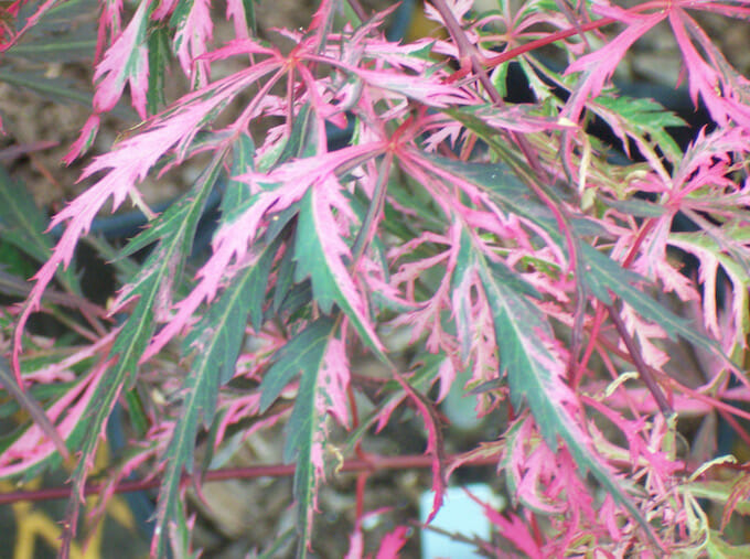 Japanese Maple Red Weeping 