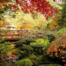 A stunning Japanese garden adorned with a wooden bridge and surrounded by beautiful Japanese Maple trees.