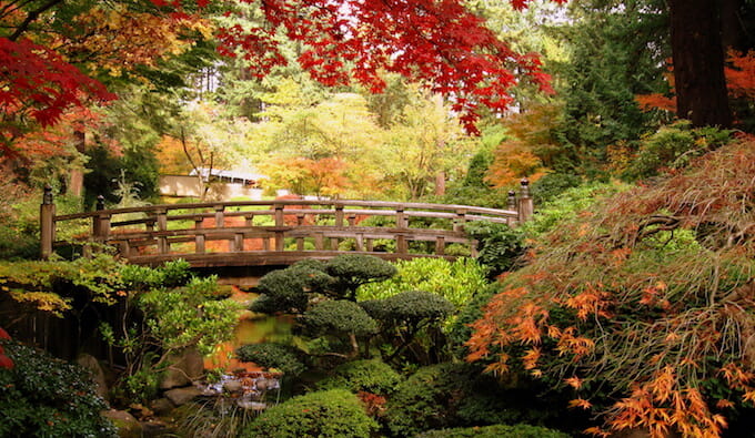 A stunning Japanese garden adorned with a wooden bridge and surrounded by beautiful Japanese Maple trees.