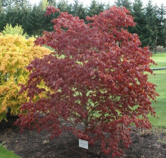 A Acer 'Oshu Shidare' Japanese Maple tree with red leaves in a garden, planted in a 10" pot.