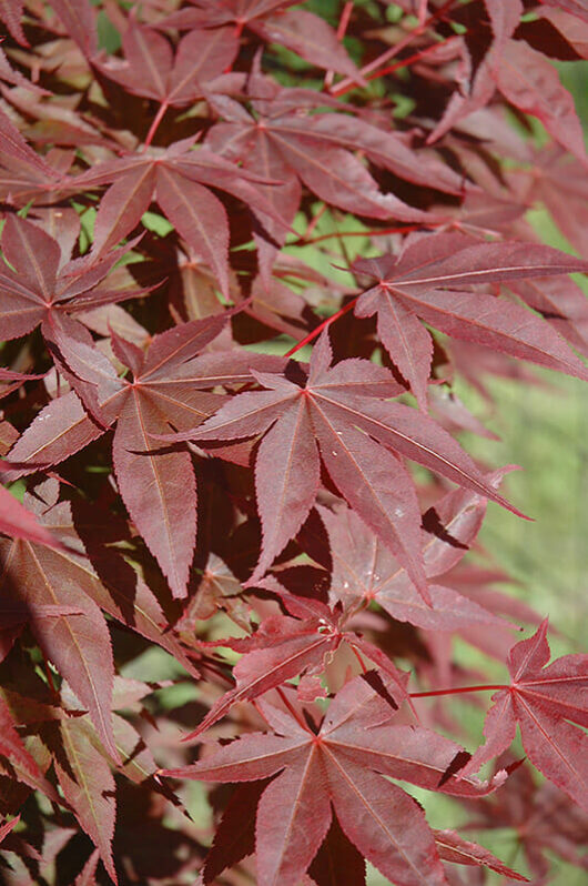 Acer 'Red Spray' Japanese Maple 8" Pot (Freshly Potted)