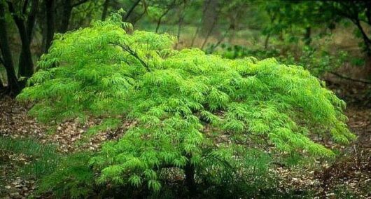 Acer 'Waterfall' Japanese Maple 13" Pot