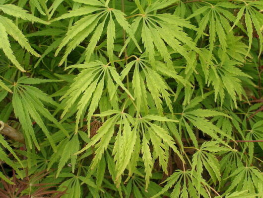 Acer 'Waterfall' Japanese Maple 13" Pot