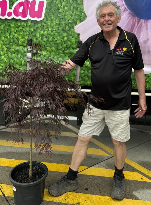 A man standing in front of a truck with a Acer 'Inaba Shidare' Japanese Maple 13" Pot.