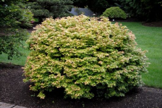A Acer 'Coonara Pygmy' Dwarf Japanese Maple 13" Pot tree with yellow and green leaves in the middle of a yard.