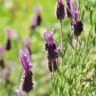 A close up of lavender flowers in a cottage field.