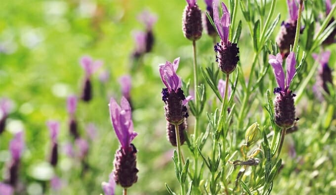 A close up of lavender flowers in a cottage field.