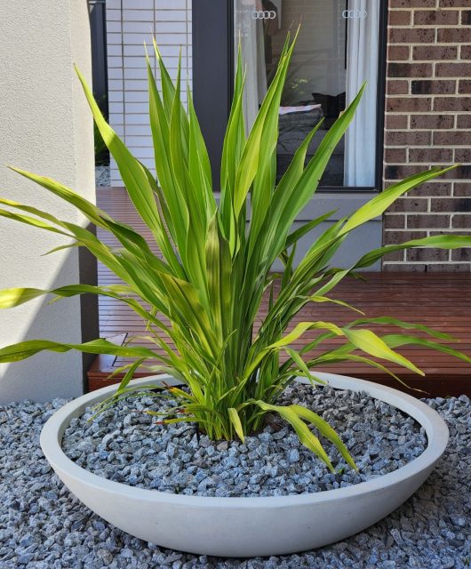 Doryanthes excelsa Gymea Lily planted in ceramic pot with grey stones in modern style garden