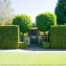 A house with screening hedges and a gate.