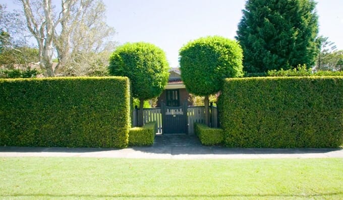 A house with screening hedges and a gate.