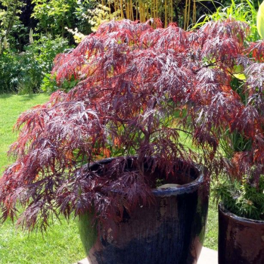 Japanese Maple Red Weeping 'Inaba Shidare'