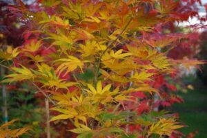An Acer 'Kihachijo' Japanese Maple 13" Pot, a Japanese Maple tree with vibrant red, yellow, and orange leaves in a garden.
