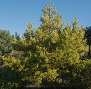Pinus sylvestris Scots pine or Scotch pine advanced conifer pine tree with blue sky in the background