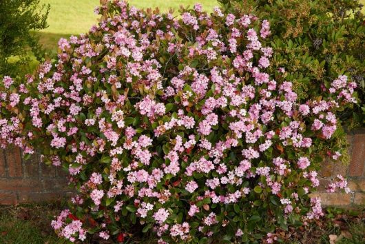 Rhaphiolepis indica Indian Hawthorn Pink Apple Blossom feature with bright pink flowers