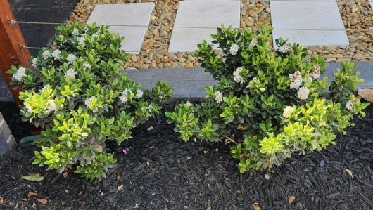 Rhaphiolepis indica Indian Hawthorn hedge with black bark in garden hedging modern garden green foliage white flowers small