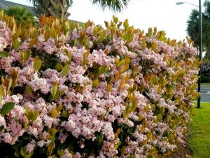 Rhaphiolepis indica Indian Hawthorn hedge pink flowering Springtime hedge screening plant with green foliage and masses of small pink flowers