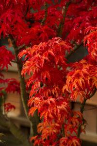 Acer 'Shishigashira' Japanese Maple 13" Pot, a type of Japanese Maple, displaying vibrant red leaves on a tree.