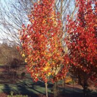 Two trees with red leaves in a park.