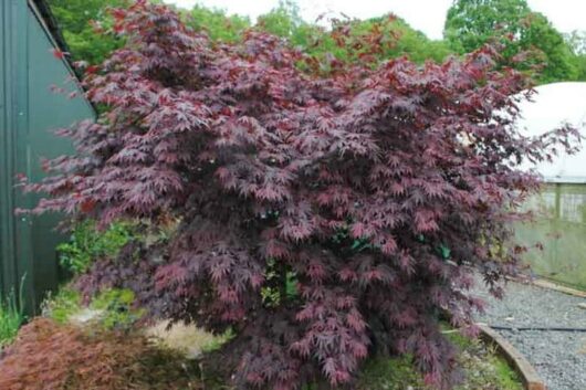 Acer 'Yasemin' Japanese Maple 8" Pot with deep red leaves, growing next to a building with a metal exterior and placed near a gravel path.